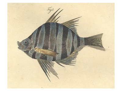 Enoplosus white