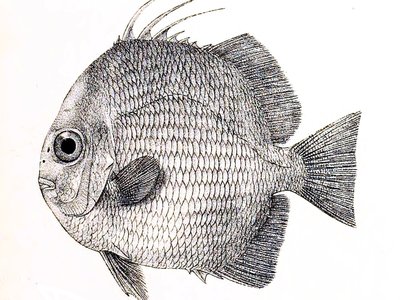 Ephippus Orbis