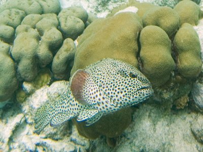 Epinephelus Adscensionis
