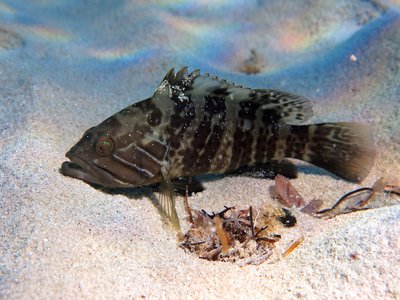 Epinephelus Aeneus