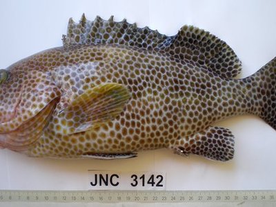 Epinephelus Chlorostigma