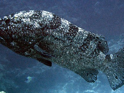 Epinephelus daemelii