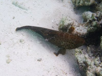 Epinephelus longispinis