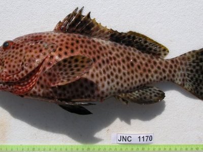 Epinephelus maculatus