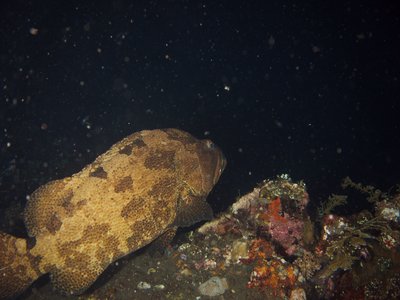 Epinephelus microdon