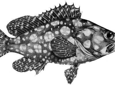Epinephelus ongus