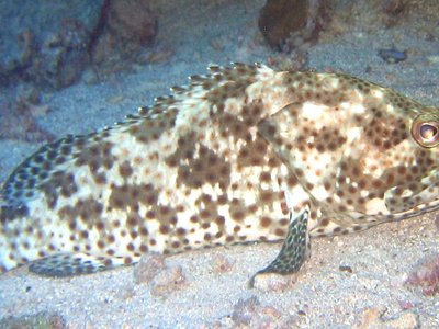 Epinephelus polyphekadion