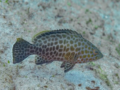 Epinephelus Quoyanus