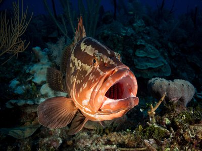 Epinephelus radiatus