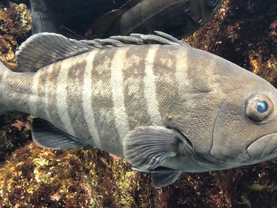 Epinephelus septemfasciatus