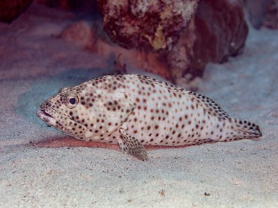 Epinephelus tauvina