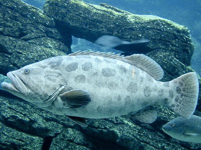 Epinephelus Tukula