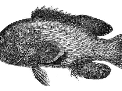 Epinephelus undulatostriatus