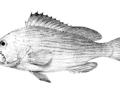 Epinephelus Undulosus