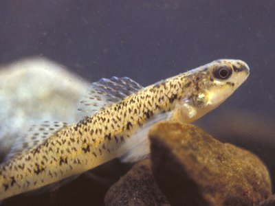 Etheostoma Nigrum