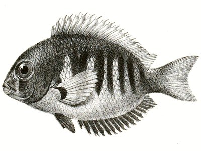 Etroplus Canarensis