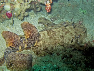 Eucrossorhinus dasypogon