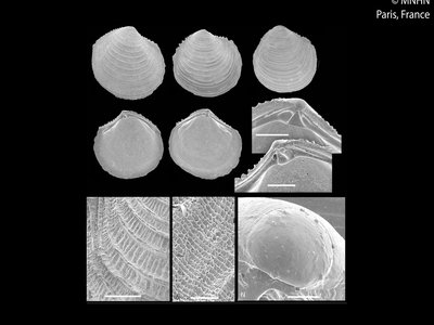 Eulopia
