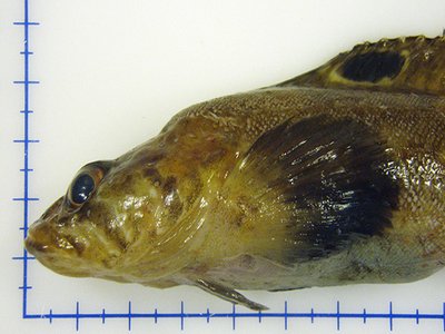 Eumesogrammus praecisus