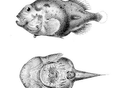 Eumicrotremus