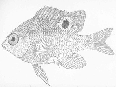 Eupomacentrus