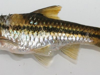 Eutaenia