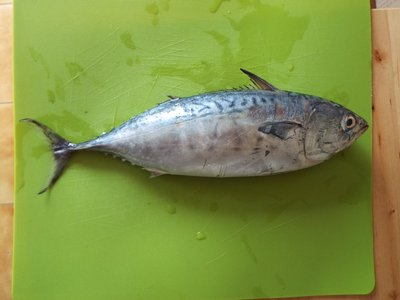 Euthynnus alletteratus