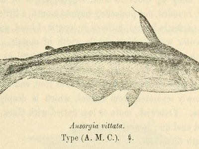 Eutropiellus debauwi