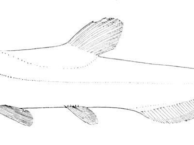 Evermannella