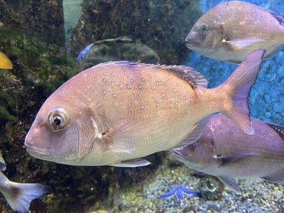 Evynnis japonica
