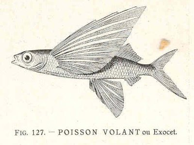 Exocetidae