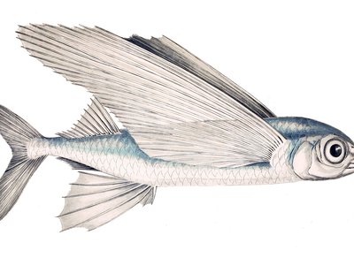 Exocoetus Volitans