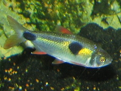 Exodon Paradoxus