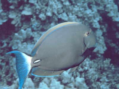Eyestripe Surgeonfish