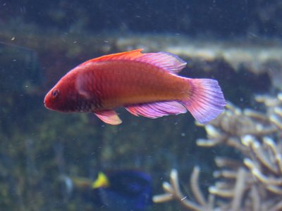 Fairy Wrasse