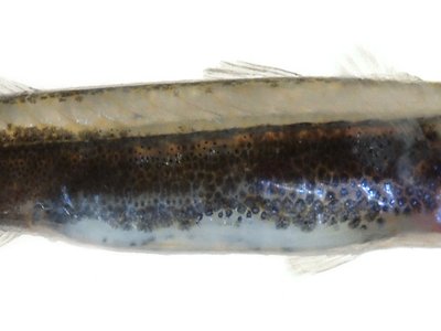 False Barracuda