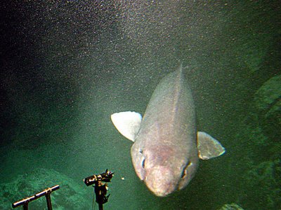 False Catshark