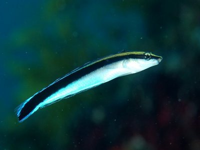False Cleanerfish