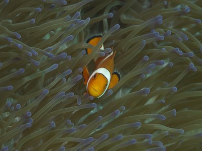 False Clown Anemonefish