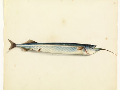 False Garfish