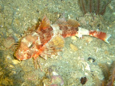 False Gurnard