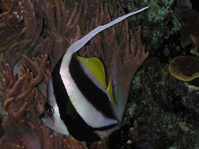 False Moorish Idol
