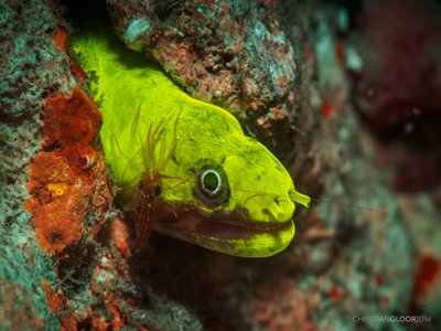 False Moray