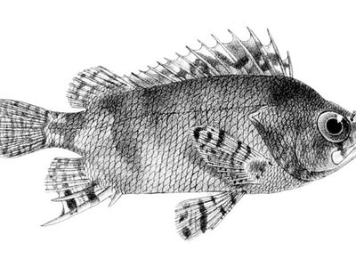 False Scorpionfish