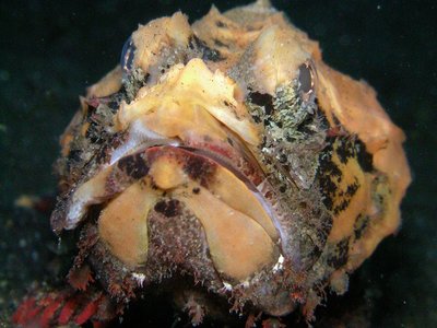 False Stonefish