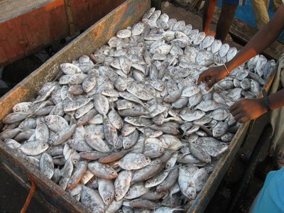 False Trevally