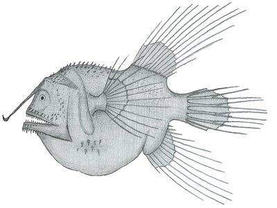 Fanfin Angler