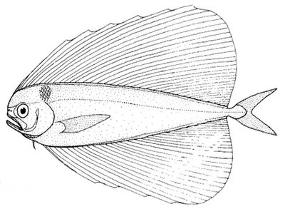 Fanfish