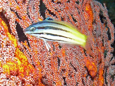 Fang Blenny