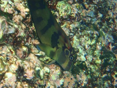 Fanged Blenny